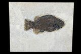 Fossil Fish (Cockerellites) - Green River Formation #172966-1